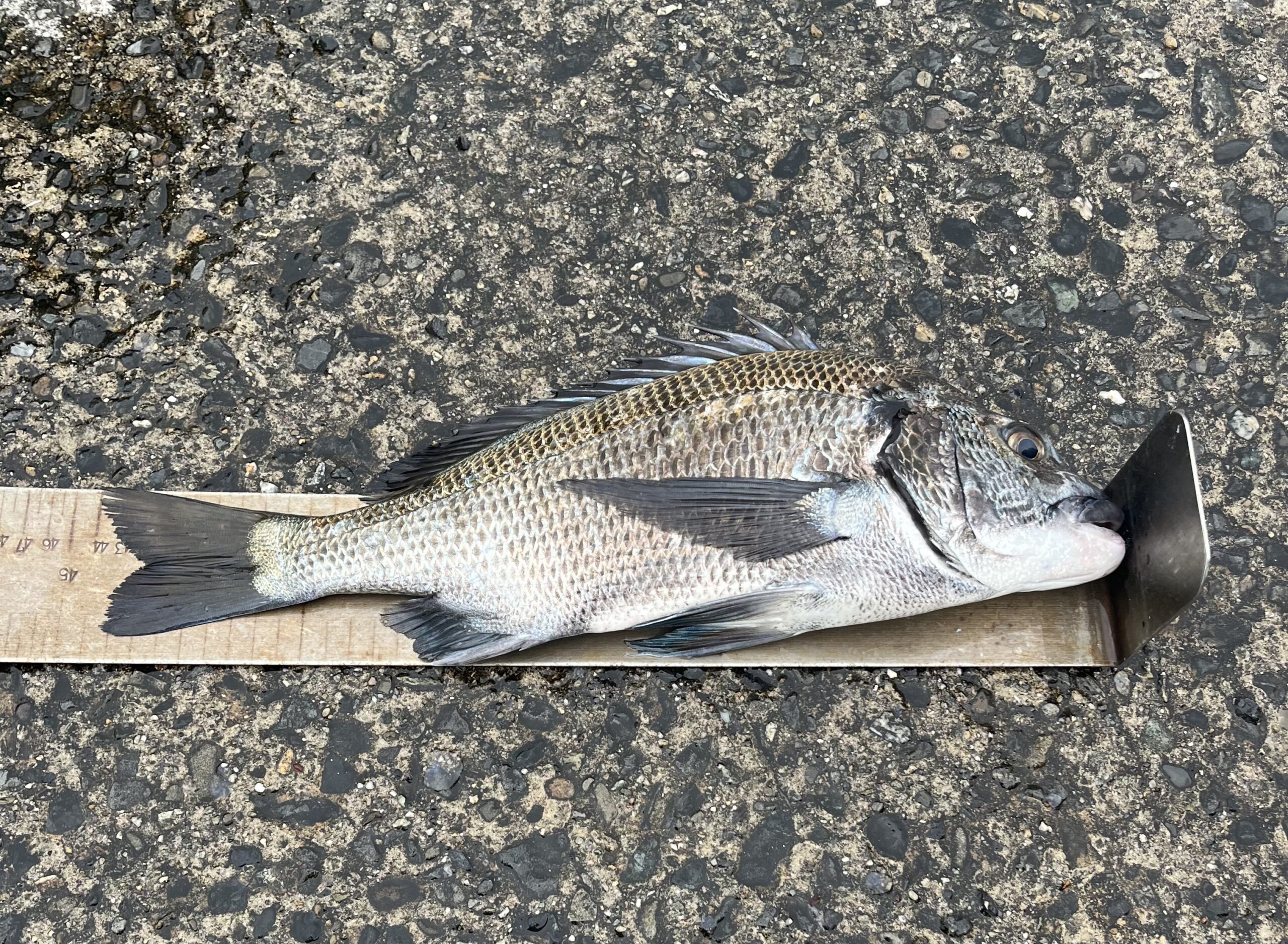 4/25              名古屋市　　　飯岡様