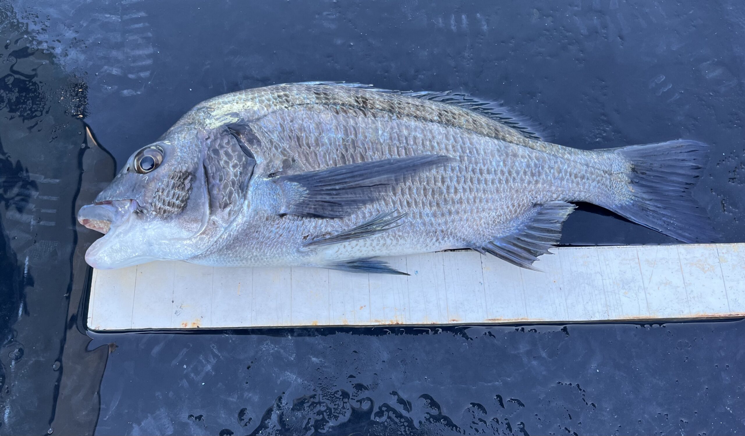 12/29          名古屋市　　　水野様