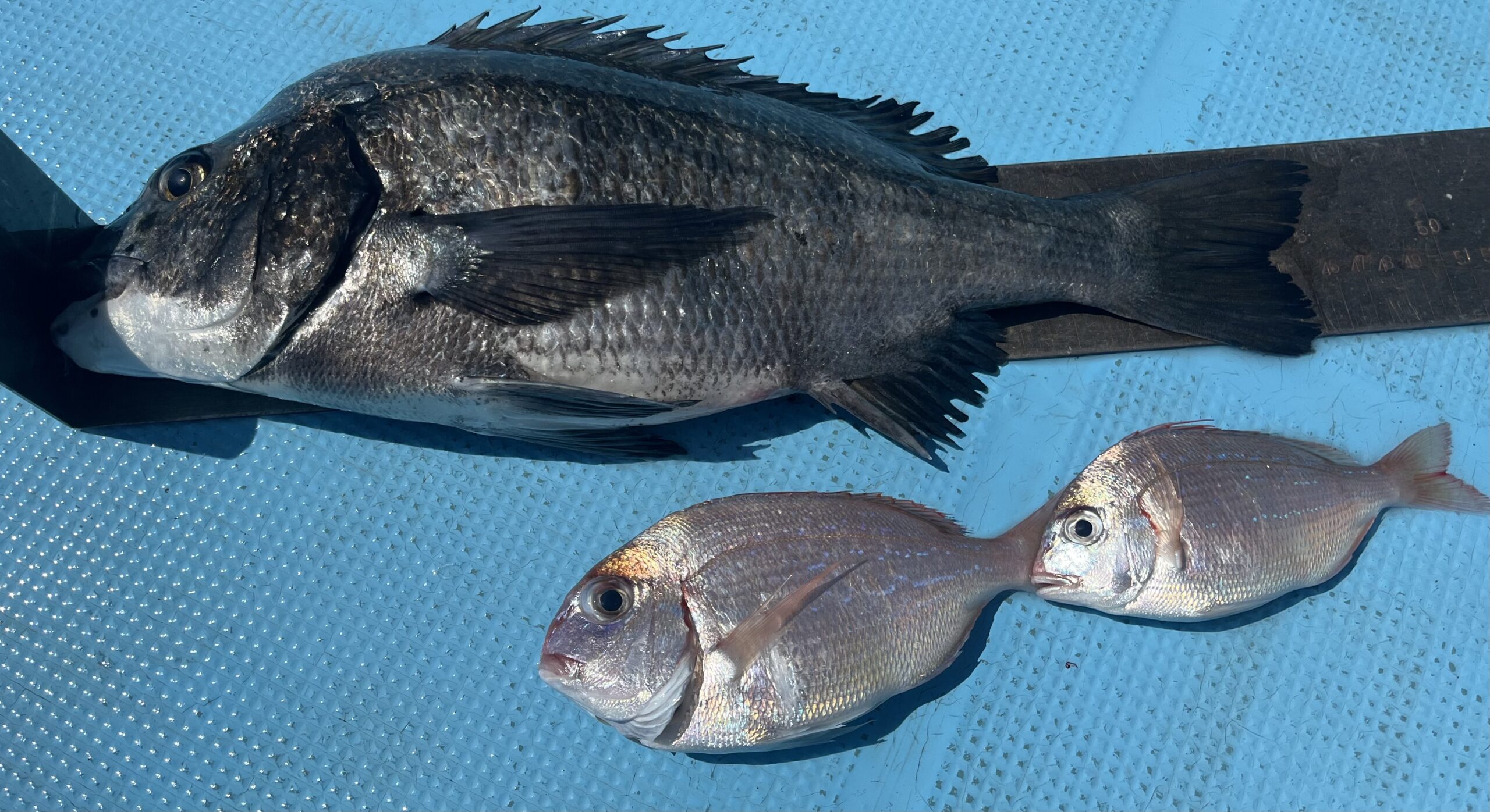 3/27          京都市　　　式田様