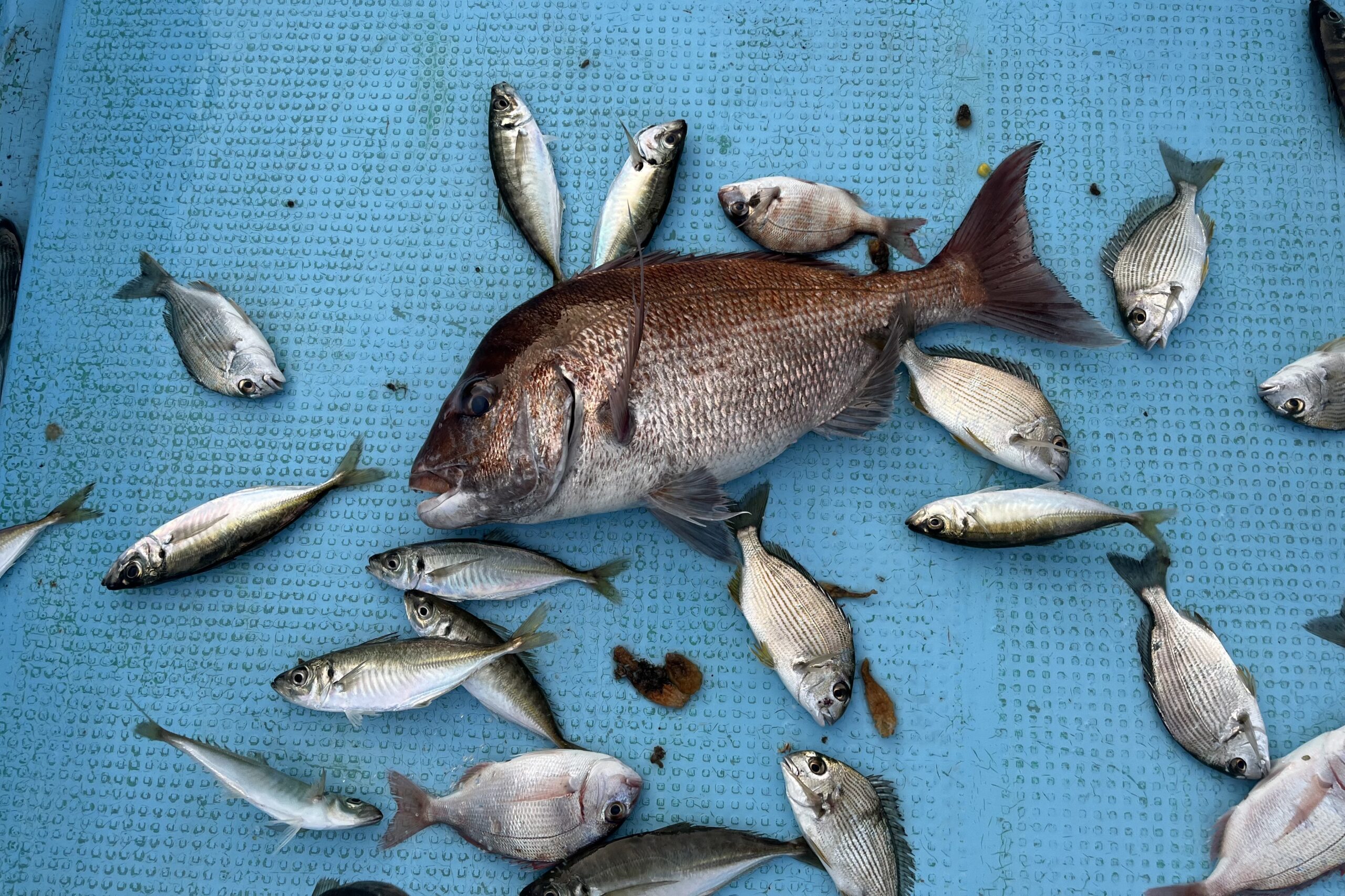 3/28             志摩市　　　堀様