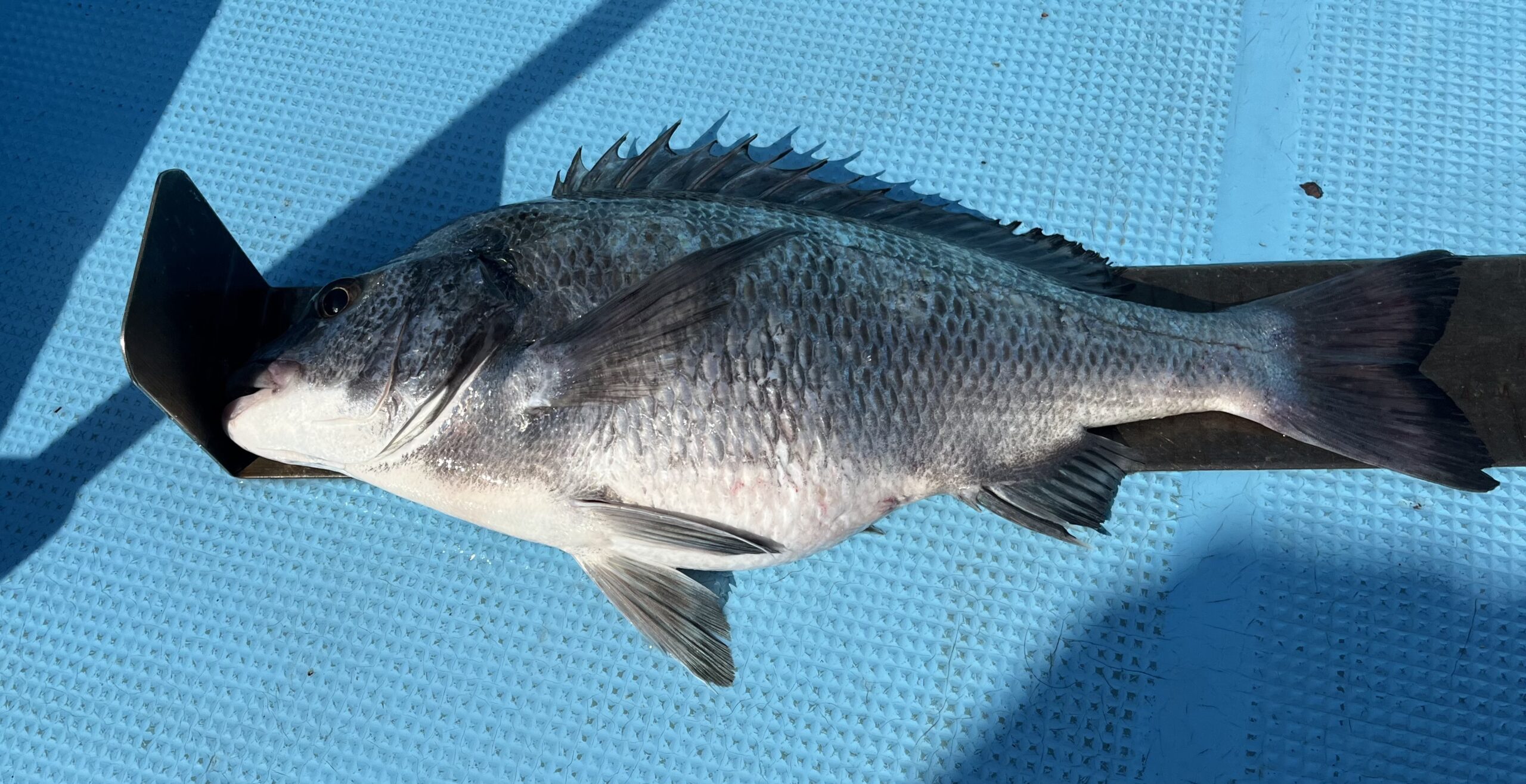 4/3           京都市　　　式田様