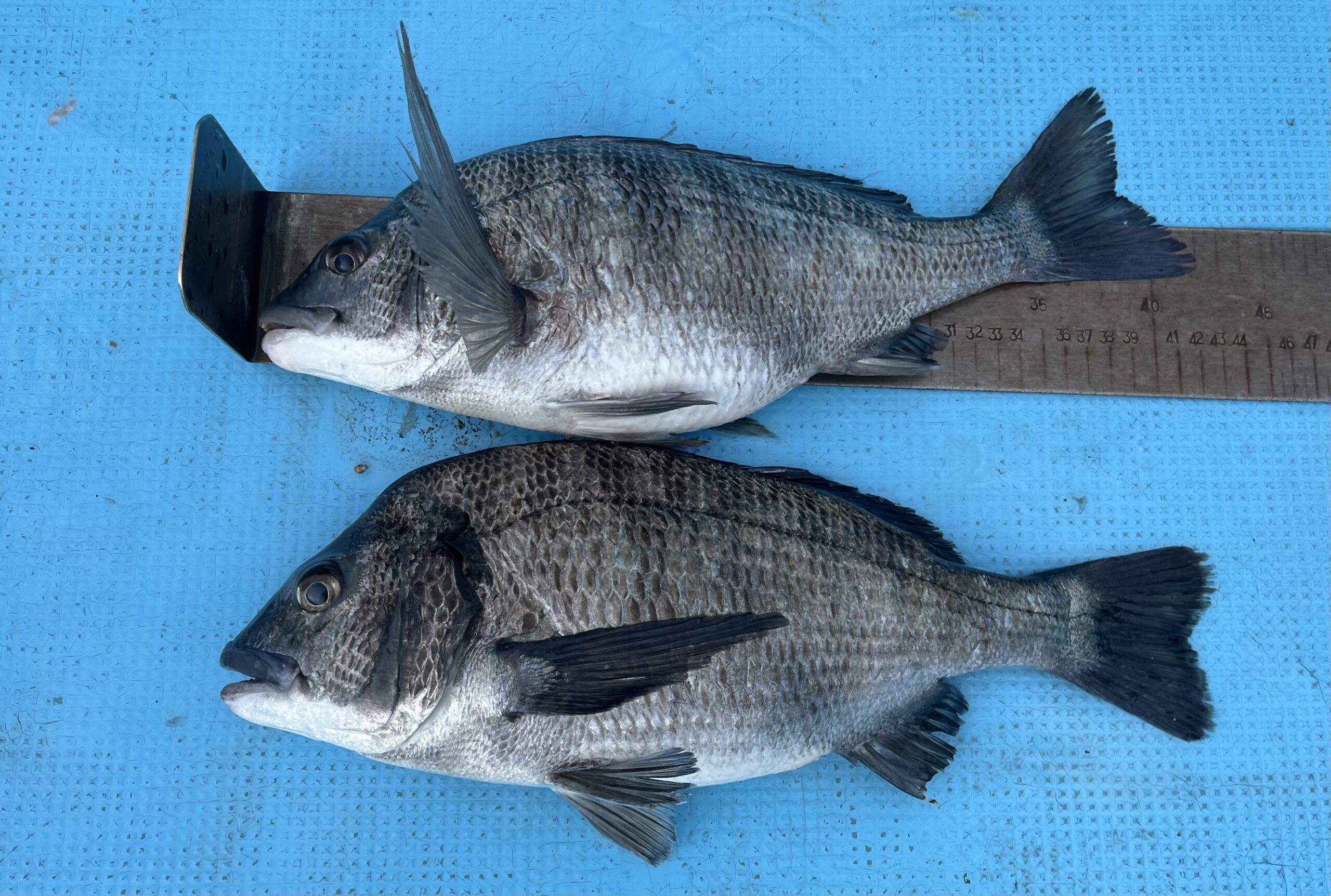 4/5           枚方市　　　　富田様